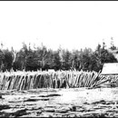 Moulin à scie et à préparer le bois de pulpe. Immense lot de bois destiné à être coupé et écorsé sur la ferme St-Georges.