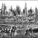 Groupe d'animaux durhams sur la ferme St-Georges (1908)