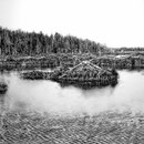 Hutte de castor sur le lac St-Georges