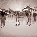Léo Picard, directeur de la ferme de Baie Ste-Claire voulait savoir si  le cheval «Soldat» pouvait marcher sur la neige avec des raquettes (en métal), comme l'homme. Celles-ci probablement fabriquées par le forgeron du village Tommy Lessard.