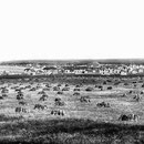 Baie Ste-Claire, 1901, la moisson