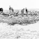 Construction de baie Ellis