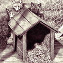 Élevage de renards argentés, 1905
