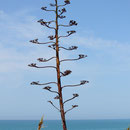 CONIL DE LA FRONTERA CADIZ ANDALUCIA