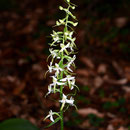 Waldhyazinthe