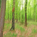 Green colours in may von Walter J. Pilsak