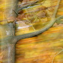 Herbststurm von Walter J. Pilsak
