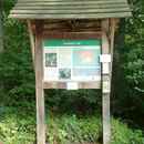 Friedwald Elm