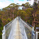 Tree Top Walk in Walpole