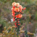 Die Wildblumensaison...