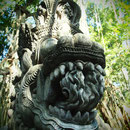 Der Monkey-Forest ist...