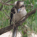... und hier unser stiller Beoabachter - Kookaburra