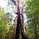 Der "Giant Tingle Tree" - ein hohler Eukalyptus