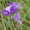 Knäuelglockenblume