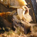 Spitzschlammschnecke (Lymnea stagnalis) Paarung-1: der männliche Partner entwickelt einen Stachel (= Penis; weiß).