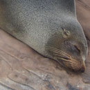 ... überaus faule Tiere