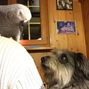 Ginger mit ihrem Freund Rocco / Ginger avec son copin Rocco