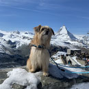 Lasko fête ses 5 ans au Cervin / Lasko feiert  seinen 5. Geburtstag beim Matterhorn