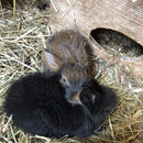 Zwei junge Bartkaninchen