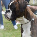 CACIB Aarau CH im Juni 2018