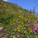 Alm Tirol