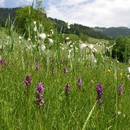 Kalkniedermoor Vorarlberg