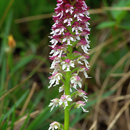 Brand-Knabenkraut (Neotinea ustulata)