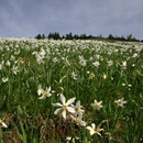 Almwiesen Kärnten