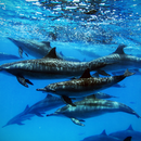 Delfines del Acuario