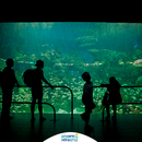 Acuario de Veracruz