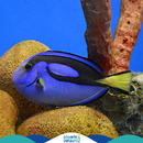 Pez Cirujano Azul del Acuario