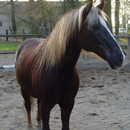 Prince