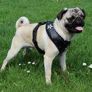 .. ein Bild von einem Mops