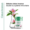 LES GELULES CISTUS INCANUS