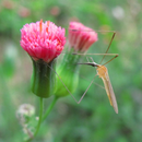 Tipule (Tipulidae) sur Emilia fosbergii Nicolson, 1975 ; Photo : E.D-M
