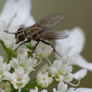 Mouche de la famille des Muscidae butinant les fleurs de Coriandrum sativum L. (coriandre); Photo : M.C