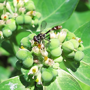 Dioprosopa clavata (Fabricius, 1794) sur Euphorbia heterophylla L., 1753; Photo : E.D-M