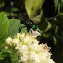 Ornidia obesa (Fabricius, 1775)  sur Cordia martinicensis (Jacq.) Roem. & Schult., 1819 ; Photo : M-C.L