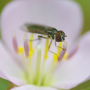Toxomerus dispar (Fabricius, 1794) sur Pterolepis glomerata (Rottb.) Miq., 1840; Photo : C.P