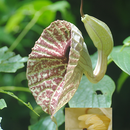 Fannia sp. (Fanniidae) dans une fleur d'Aristolochia grandiflora Sw. (Aristoloche); Photo :  C.P 