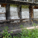 Die Hofeigenen Bienen. Der Tannenhonig kann auch probiert werden ;-)