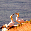 Basstölpel auf Helgoland 30x40