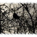 Dornenvogel