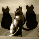 Katze