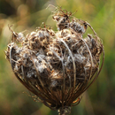 Trockenblume