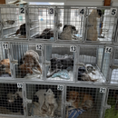 6 Tiere in Rumänien, Equiwent - Schmiede ohne Grenzen eV