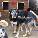 1 Tier in Rumänien durch Namenspatenschaft Waldemar, Pro Dog Romania eV