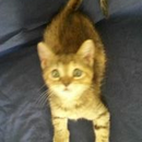 Kater Sasha auf Malta, Katzenhilfe Olli eV