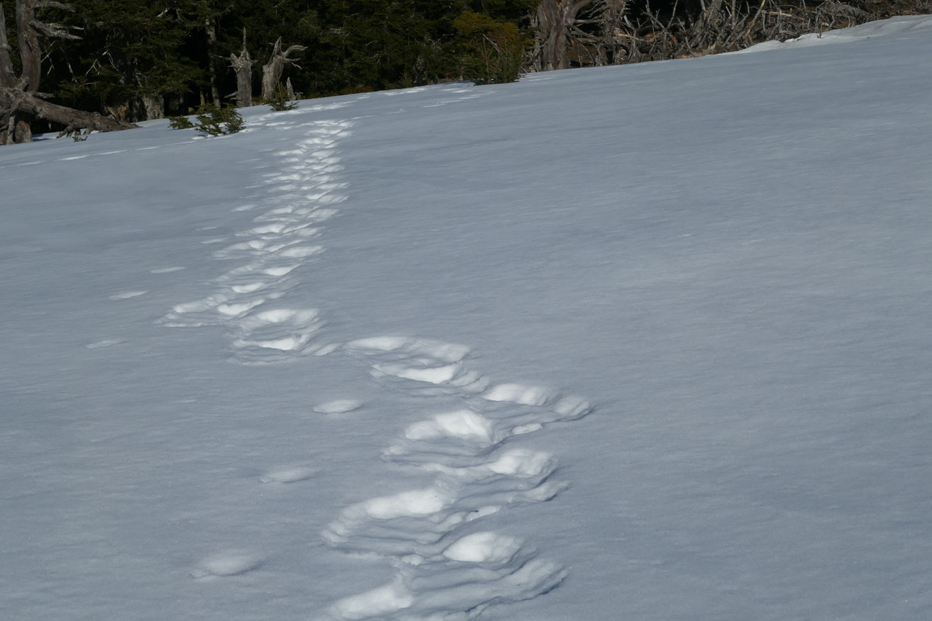 Les tribulations d'un ours en goguette (du côté de la cabane des sangliers)