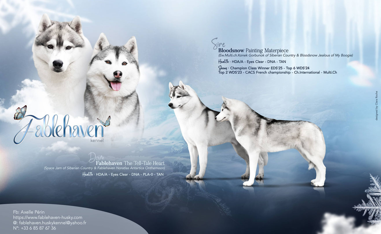 chiot husky lof elevage race